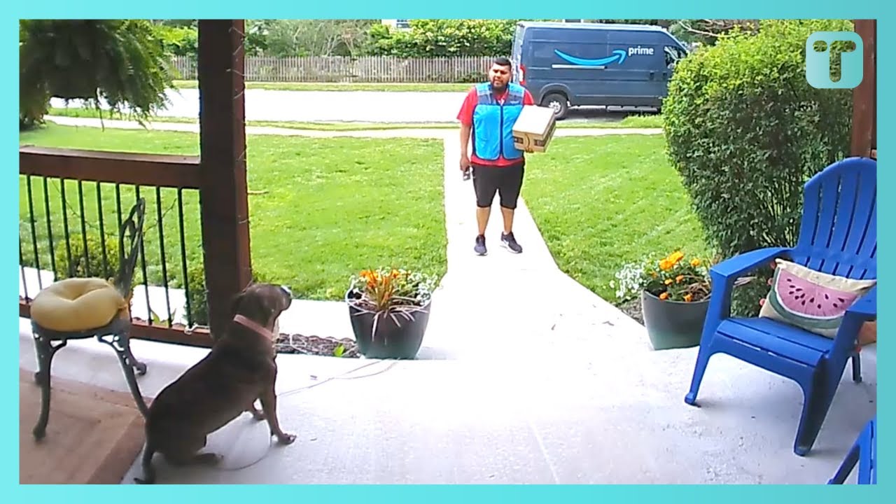 Nervous Amazon Driver Has Wholesome Conversation With Dog