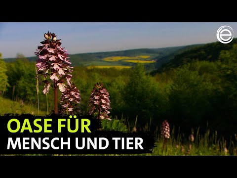 Wildes Deutschland – Der Thüringer Wald | Erlebnis Erde