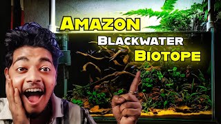 How to build an Aquascape in Amazon Blackwater Biotope style