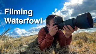 Filming and Photographing Winter Waterfowl, Bald Eagles, and More