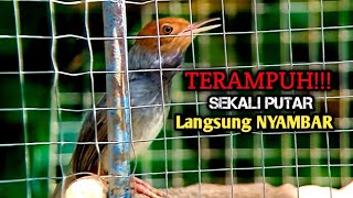 Download lagu TERAMPUH!!! Pikat PRENJAK KEPALA MERAH suara terbaik, paling jago bikin prenjak gacor mp3