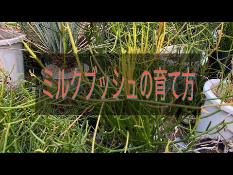 大きなプルームブッシュ 植物