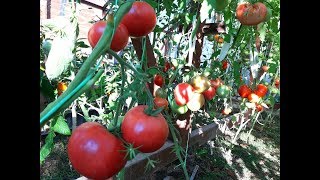 Срочные работы с томатами/Обзор 12 июля/ Секреты раннего урожая крупноплодных томатов
