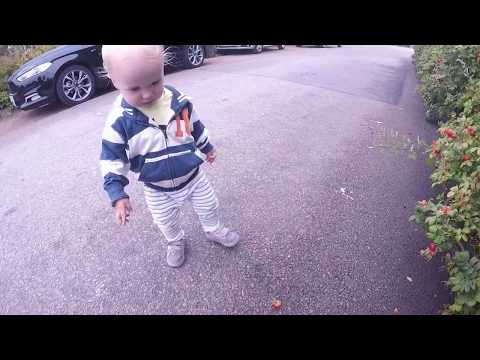 August Hylse  - NYPONSLAKTEN med Tor och Pappa 12/8-2017 GoPro 5 (Nyponbuskar @ Ronneby - BLEKINGE)