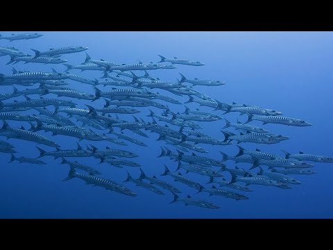 Palau Liveaboard Video 1 of 3