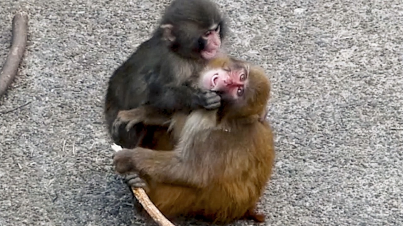 Punch & friend over a stick—The ending was too UNFAIR.