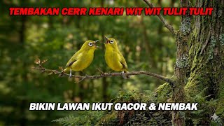 Download lagu PANCINGAN PLECI NEMBAK CERR KENARI WIT WIT TULIT , BIKIN LAWAN GACOR DAN  CEPAT BUKA PARUH mp3