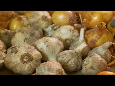 Unlocking the Secrets of Garlic: A Journey into Its Health Wonders