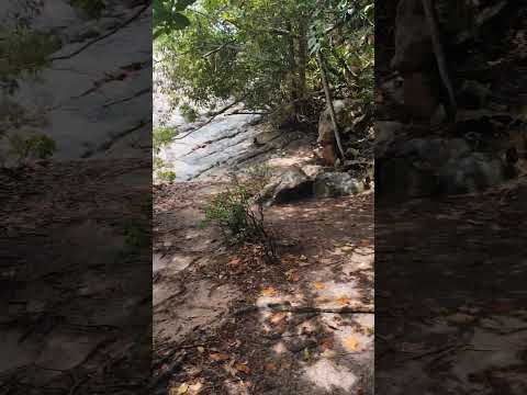Pico das cobras na lagoa dos Patos #valedocapao #lagoadospatos #cobra