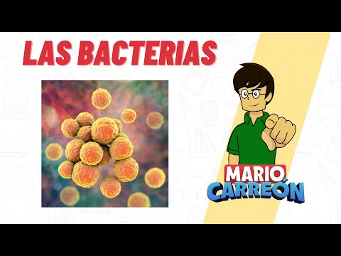 🦠 Las Bacterias 🧫