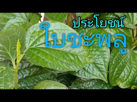 ประโยชน์ของใบชะพลู [ NokNoComment ]