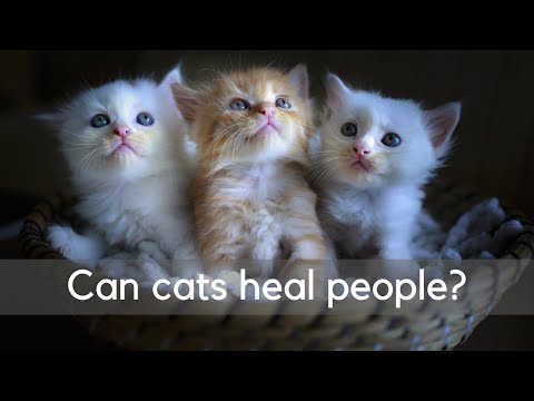 Can cats heal people?