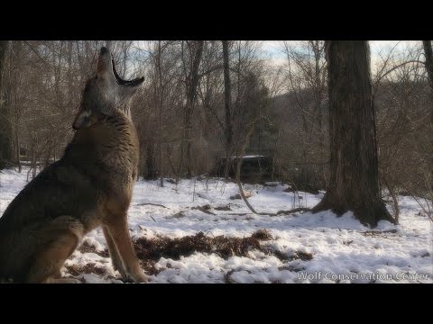 Endangered Red Wolf Howls