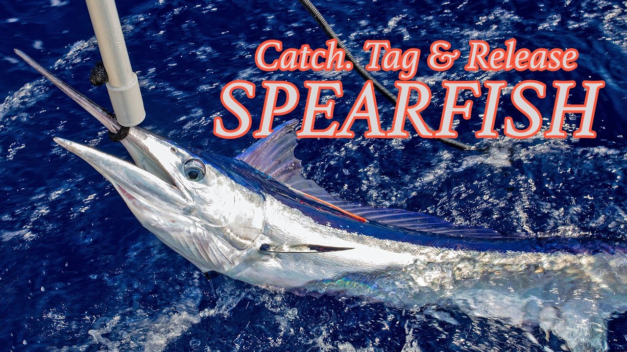 Fishing In Mallorca The Best Deep Sea Fishing Trips Charters In Mallorca