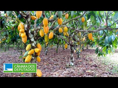Agricultura - Os efeitos da IN 125 do MAPA para a cacauicultura brasileira - 08/12/22