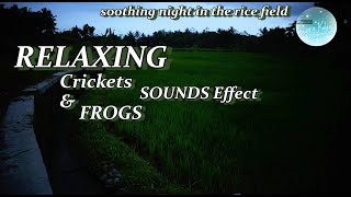 Download lagu Suara Katak Sawah & Jangkrik di Malam Hari | Relaxing Nature Sound in the Night Ricefield mp3 Download lagu Suara Katak Sawah & Jangkrik di Malam Hari | Relaxing Nature Sound in the Night Ricefield mp3