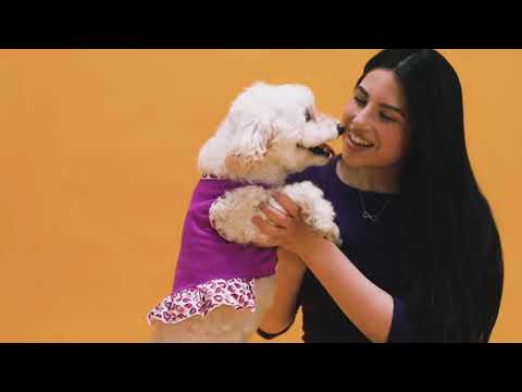 cute pets dogs - pets lover - animals lover - part 4 - sanika IT