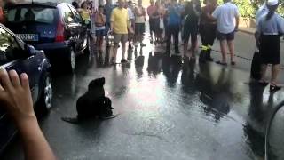 preview picture of video 'Milazzo, una foca blocca il traffico'