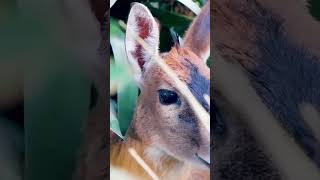 Download lagu Untermed caught on camera # Wildlife Zimbabwe 🇿🇼 mp3