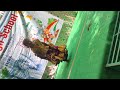 Desh Rangeli Dance Performance By Sri Sai High School Mydukur Student