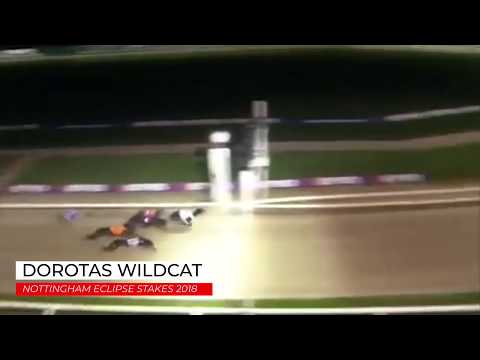 Dorotas Wildcat - Eclipse 2018