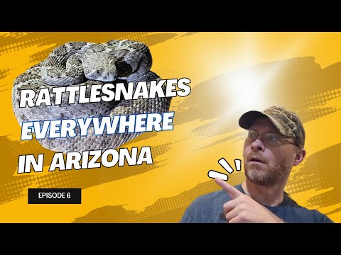 Arizona Rattlesnakes - Herping Arizona - Common Rattlesnakes to Find