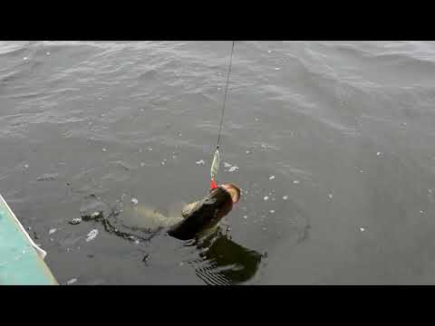 Mercury Pike Challenge
