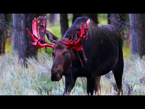Dlaczego łoś TO robi? Poroże-anteny, krwawy rytuał i kto NAPRAWDĘ zabija łosie?