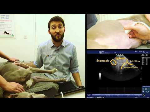 IMV imaging Small Animal Advanced Abdominal Ultrasound Video 8 – Left Limb of the Pancreas