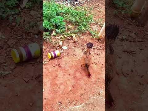 a vida na roça em joanésia Minas gerais quem gosta