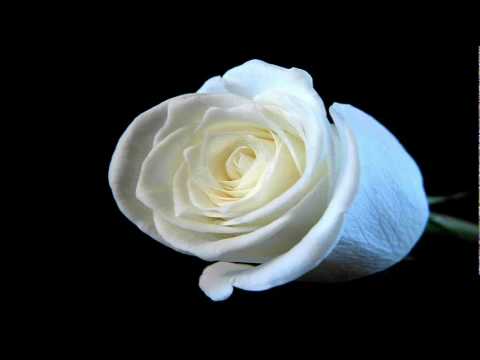 Solomun - White Rose (Original Mix).flv