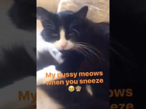 My cat meows when I sneeze!