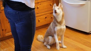 Dog Training Time: Laika Stays!
