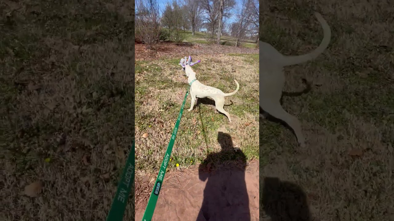 Enlarge Blooper, a Adoptable Pit Bull Terrier in Columbia, MO video 6/6