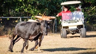 Small Town, Big Mayor - Take Me Out To The Bull Game (Episode Sneak Peek) video