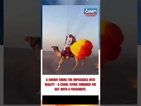 Flying Camel Goes Viral | Video Shocks the Internet