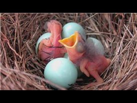 Bluebirds : How Long Does It Take for Bluebirds to Hatch?