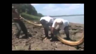 Martijn Schimmer - Anaconda Trap video