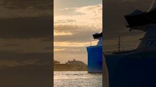 Icon of the Seas 🛳️ #subscribe #royalcaribbean #cruise #vacation #shortvideo #shortsvideo #shorts