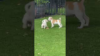 Video preview image #1 Rat-Cha Puppy For Sale in Lillian, TX, USA