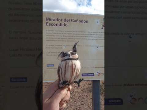 Lechuza_viajera_cañadon_escondido_chocon #artetextil #needlefelting #lechuza #chocon #neuquen