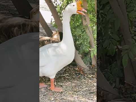 That’s a big goose