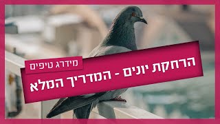 הרחקת יונים - המדריך המלא