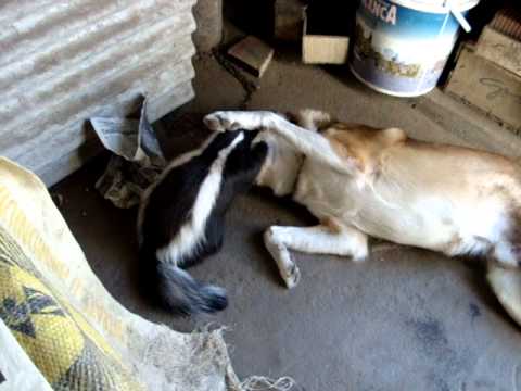 el amante de la novia de pepe lepuff