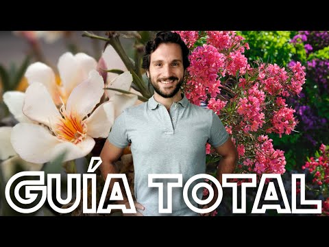 , title : 'Adelfa Cuidados en Maceta 🌸 Nerium oleander 🌸 Adelfa Planta VENENOSA'