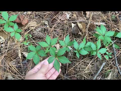 Parthenocissus quinquefolia (Virginia creeper)
