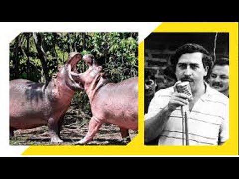 Hipopotamët e kokainës – Moda e kopshteve zoologjike të narkotrafikantëve / Cartel, në Top News