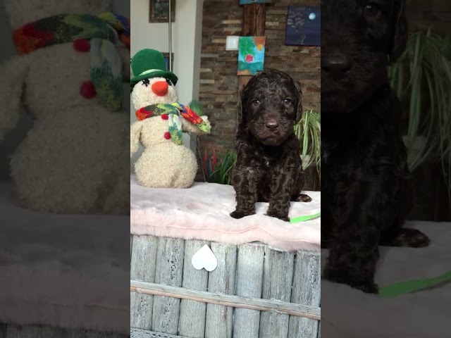 Standard Poodle puppy for sale