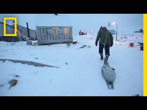 Meat Helped Inuits Survive for Generations | National Geographic
