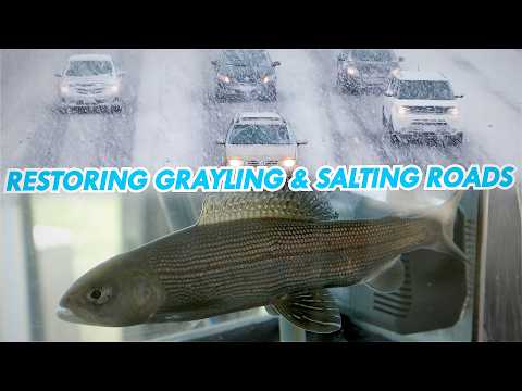 Restoring Grayling and Salting Roads | Great Lakes Now | Full Episode